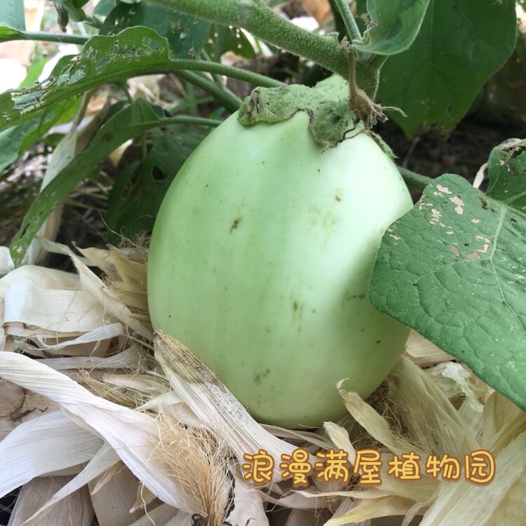 农家传统绿圆茄子种子老品种庭院阳台盆栽非转基因可留种土茄子籽