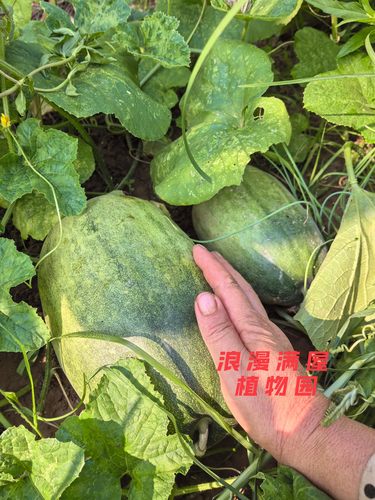 农家传统青皮面瓜老品种土籽生吃甜瓜香瓜土种子 非转基因可留种