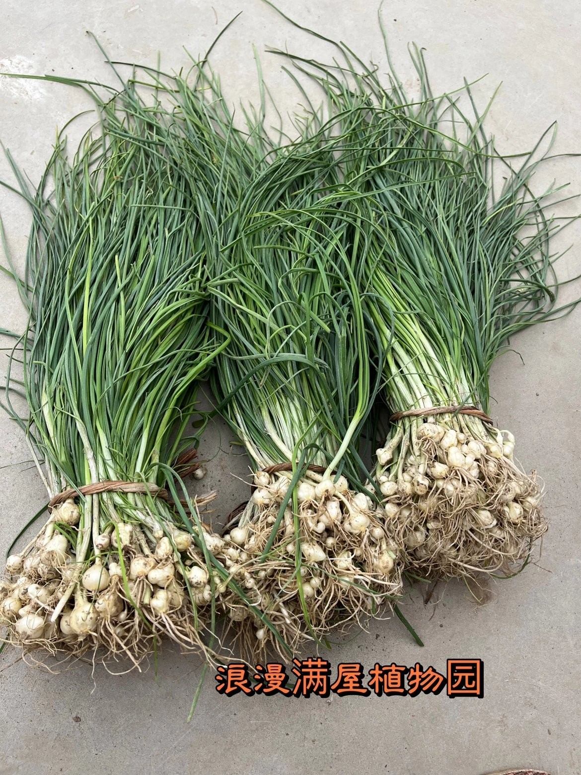 野蒜种苗 野葱苗  山蒜苗 小根蒜种苗   蔬菜种苗阳台盆栽,鲜花速递/花卉仿真/绿植园艺,种苗/半成品盆栽,淘宝优惠券,粉丝福利购,淘宝优惠卷