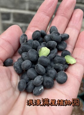 农家绿芯大黑豆晚熟常规种子