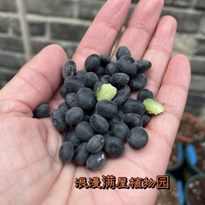 农家绿芯大黑豆晚熟常规种子