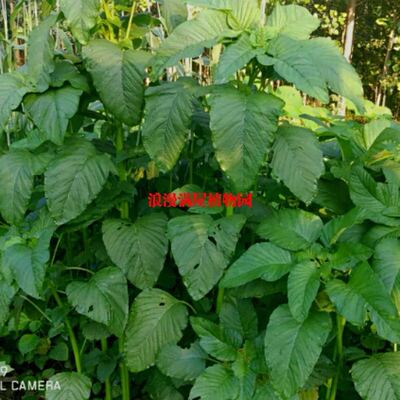 农家自种菜梗苋菜原料汗菜种子