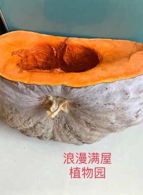 农家传统种子磨盘南瓜非转基因 老种子土种子可留种甜又面