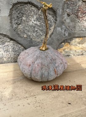 农家传统麻皮南瓜种子 非转基因种子香甜面 肯结果 可留种