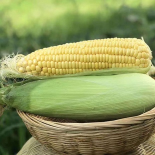 农家传统黄糯玉米种子老种子非转基因 非杂交可留种农村土种子