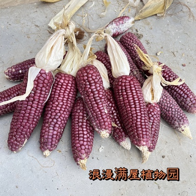 农家传统玫瑰香玉米种子糯玉米老种子非转基因 非杂交可留种