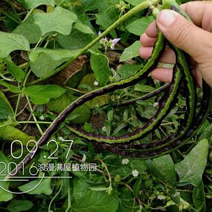 农家传统花皮豇豆种子 家传多年 自留老品种 非转基因非杂交