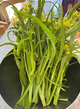 农家传统老品种柳叶菜心菜苔种子广西老品土种籽非转基因可留种；