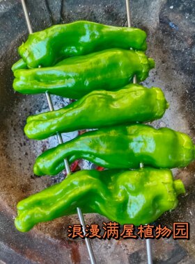 薄皮辣椒籽田园好吃春季蔬菜种子