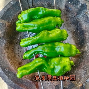 春秋播蔬菜种子薄皮辣椒籽田园香辣椒苗庭院阳台好吃易种植春季