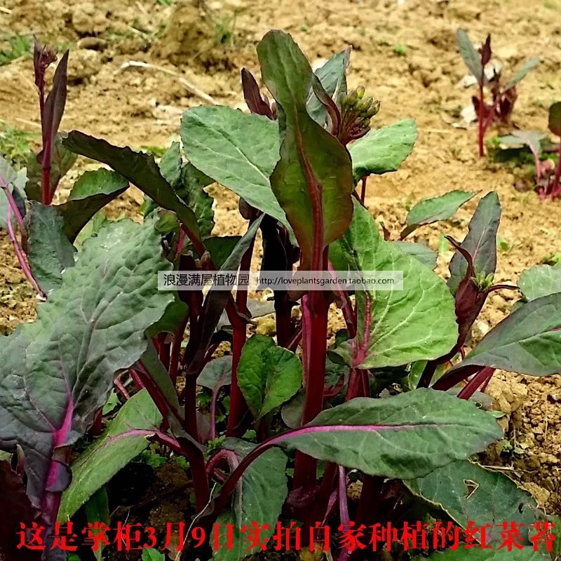 农家传统四季红菜苔阳台盆栽种苗