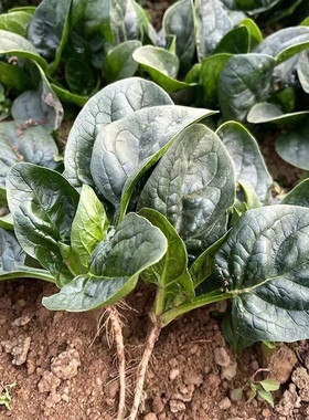 农家传统趴叶菠菜种子 老品种 非转基因 可留种 秋冬季蔬菜种子
