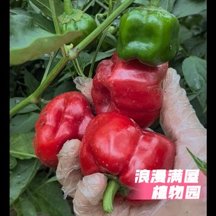 农家传统大胖椒种子 百年老品种土辣椒 微辣肉厚甜非转基因可留种