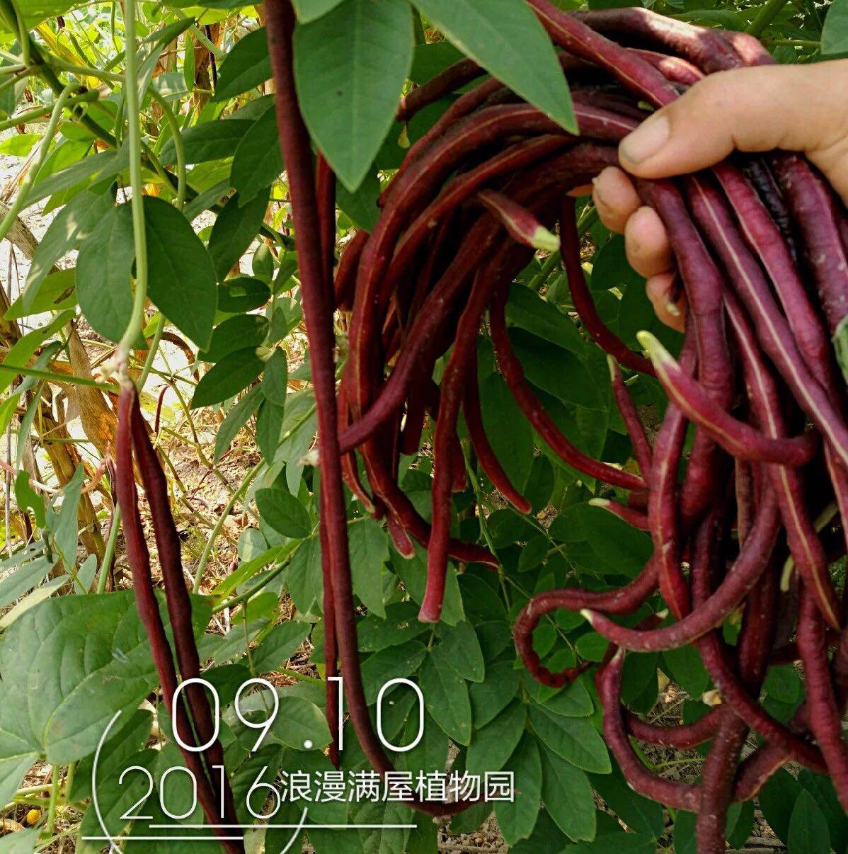 农家传统红豇豆种 豆角种子  全身通红 好吃  老种子 可留种 包邮