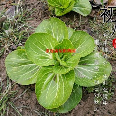 农家传统青菜种子菜种非杂交老种