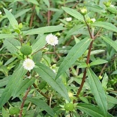中药材旱莲草种子鳢肠阳台盆栽