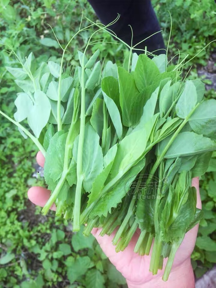 农家传统豌豆苗种子土豌豆尖芽苗菜四季种植老品种非转基因可留种