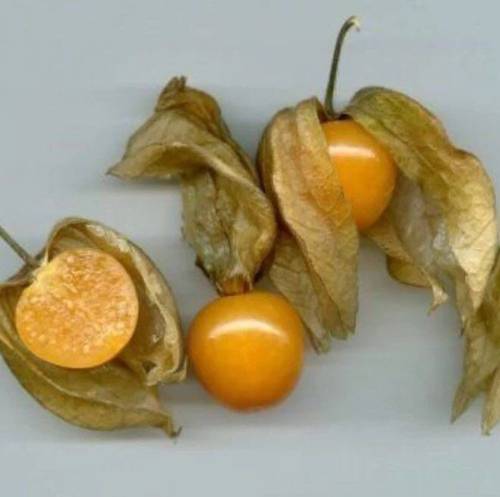 灯笼果黄金洋姑娘绿植包邮种子