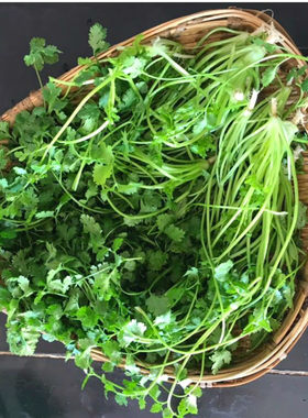农家传统可留种非转基因香菜籽
