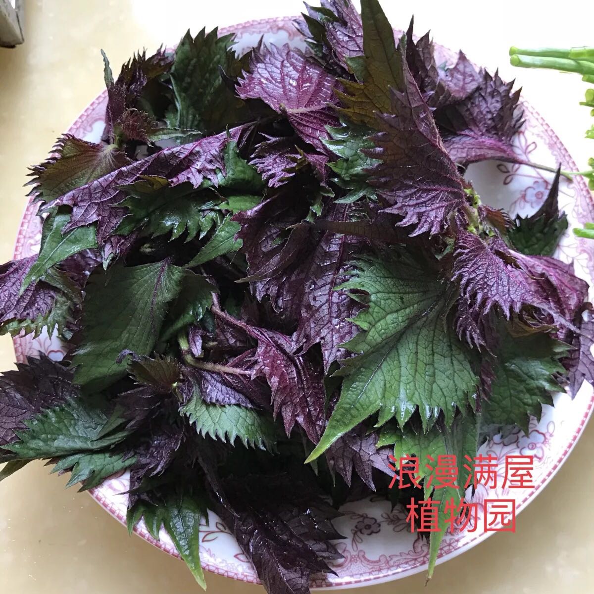 农家自种紫苏种子凤尾苏散尾苏家庭蔬菜香料香草苏子四季播可留种