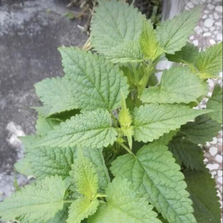 农家传统大茴香种子藿香种子四季播非转基因老品种留种药食同源