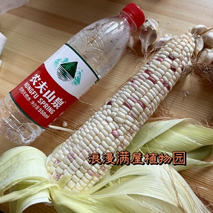 农家传统彩色甜糯玉米种子老种子非转基因 非杂交可留种农村种子