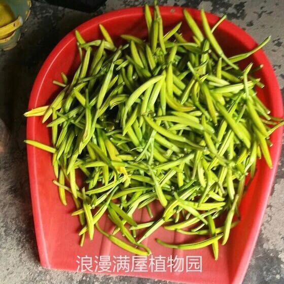 农家传统黄花菜种苗金针菜忘忧草萱草易活不择土壤非转基因老品种