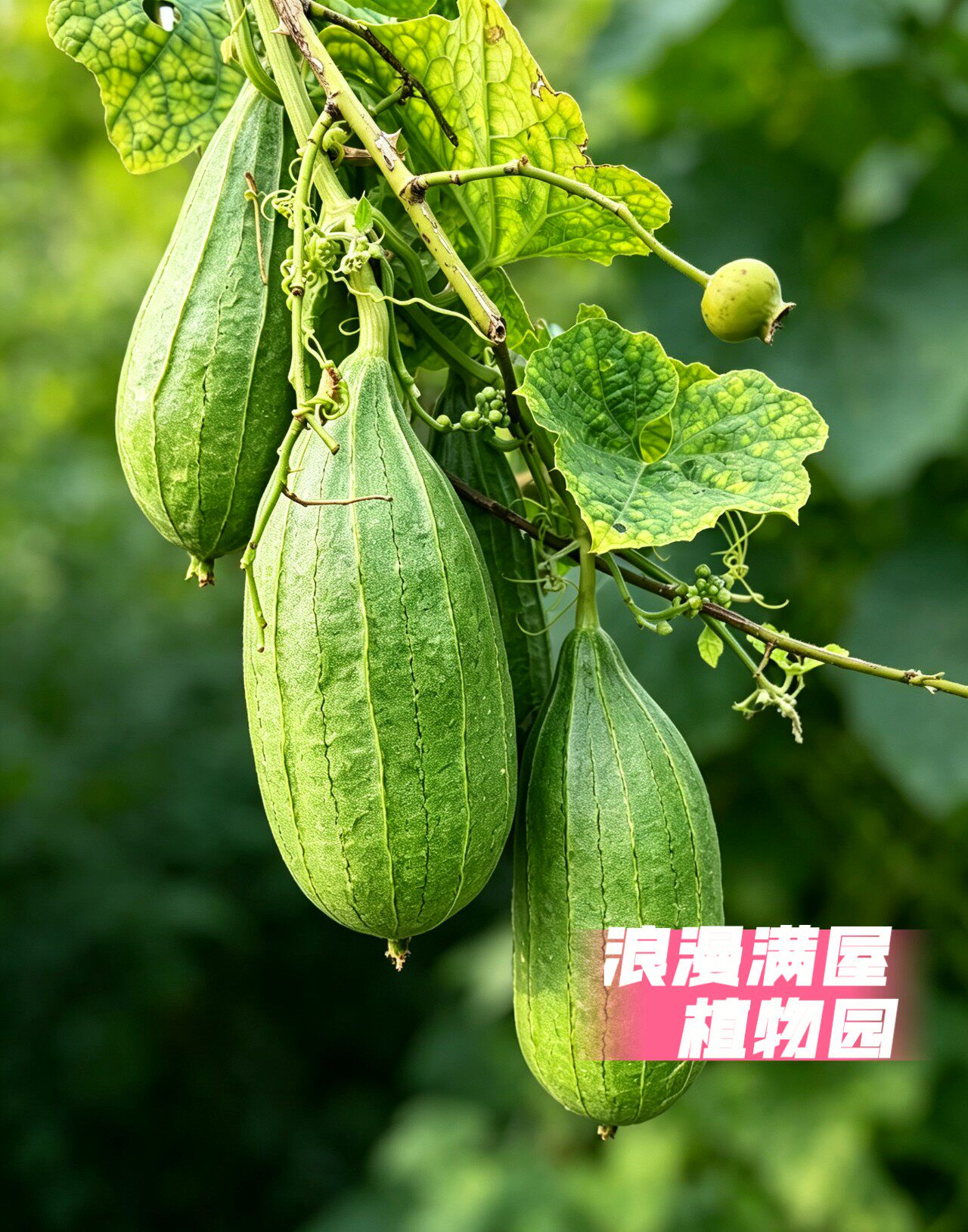 农家传统十棱丝瓜种子土丝瓜籽 肉厚肥嫩秋瓜水瓜 非转基因可留种