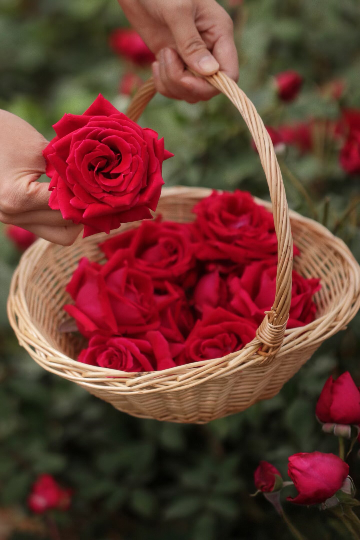 云南墨红玫瑰花苗可食用大马士革滇红金边盆栽庭院山东平阴玫瑰