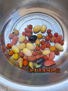 传家宝西红柿番茄种子系列 醋栗 宝藏