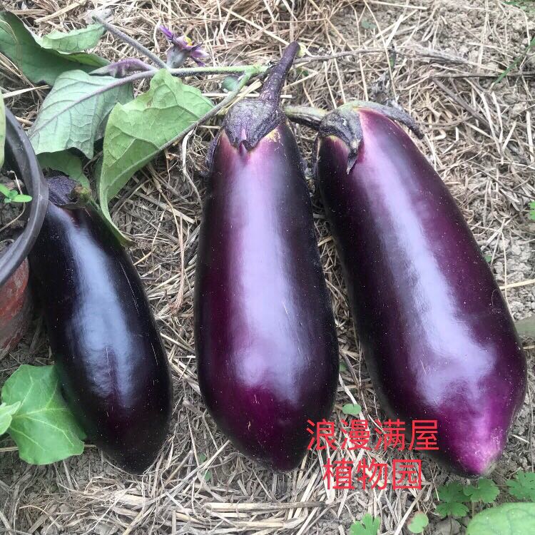 农家传统紫茄子种子传统老品种茄苗老...