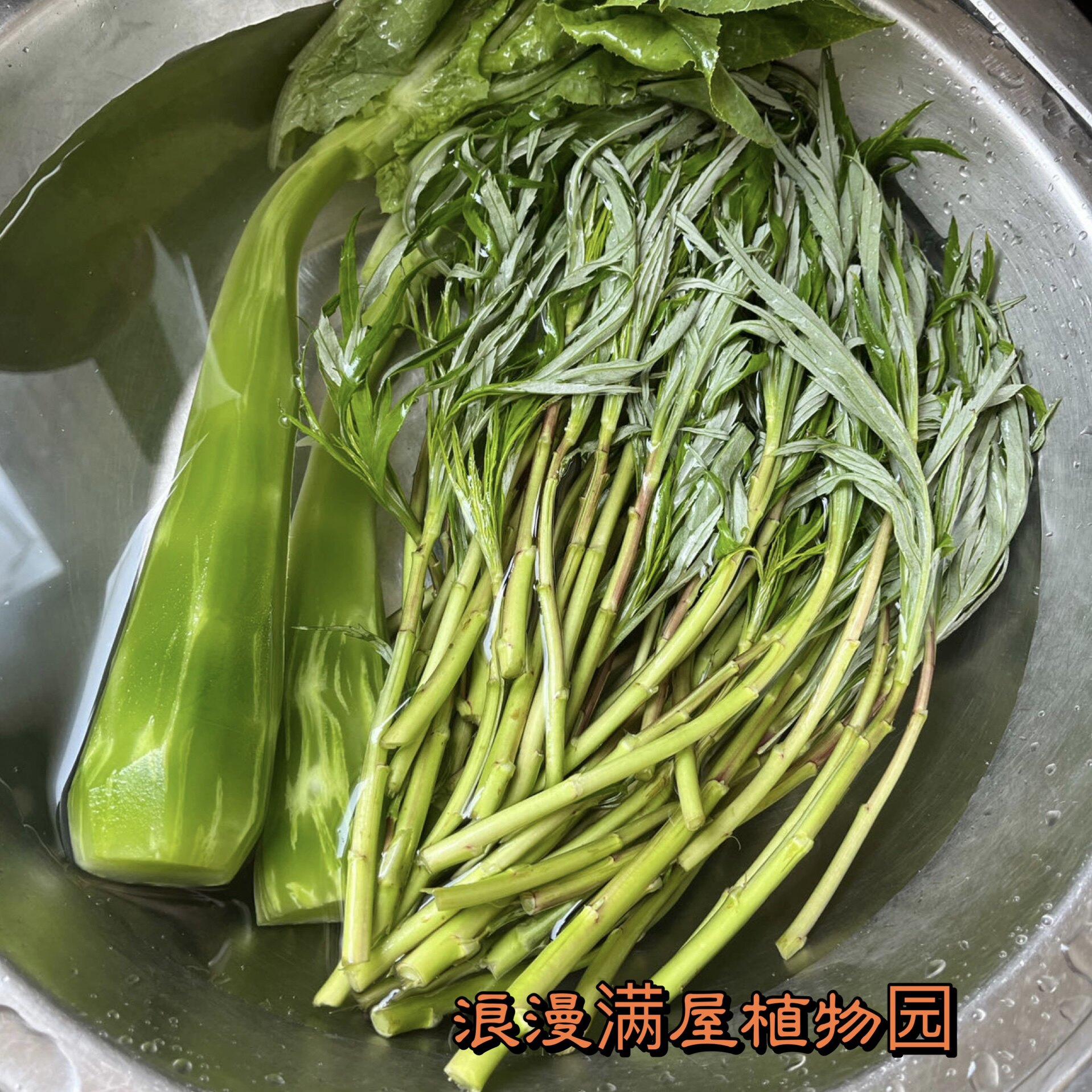 野外现挖蒌蒿香柳蒿芦蒿苗根茎蔬菜种苗水蒿阳台种植盆栽苗包成活