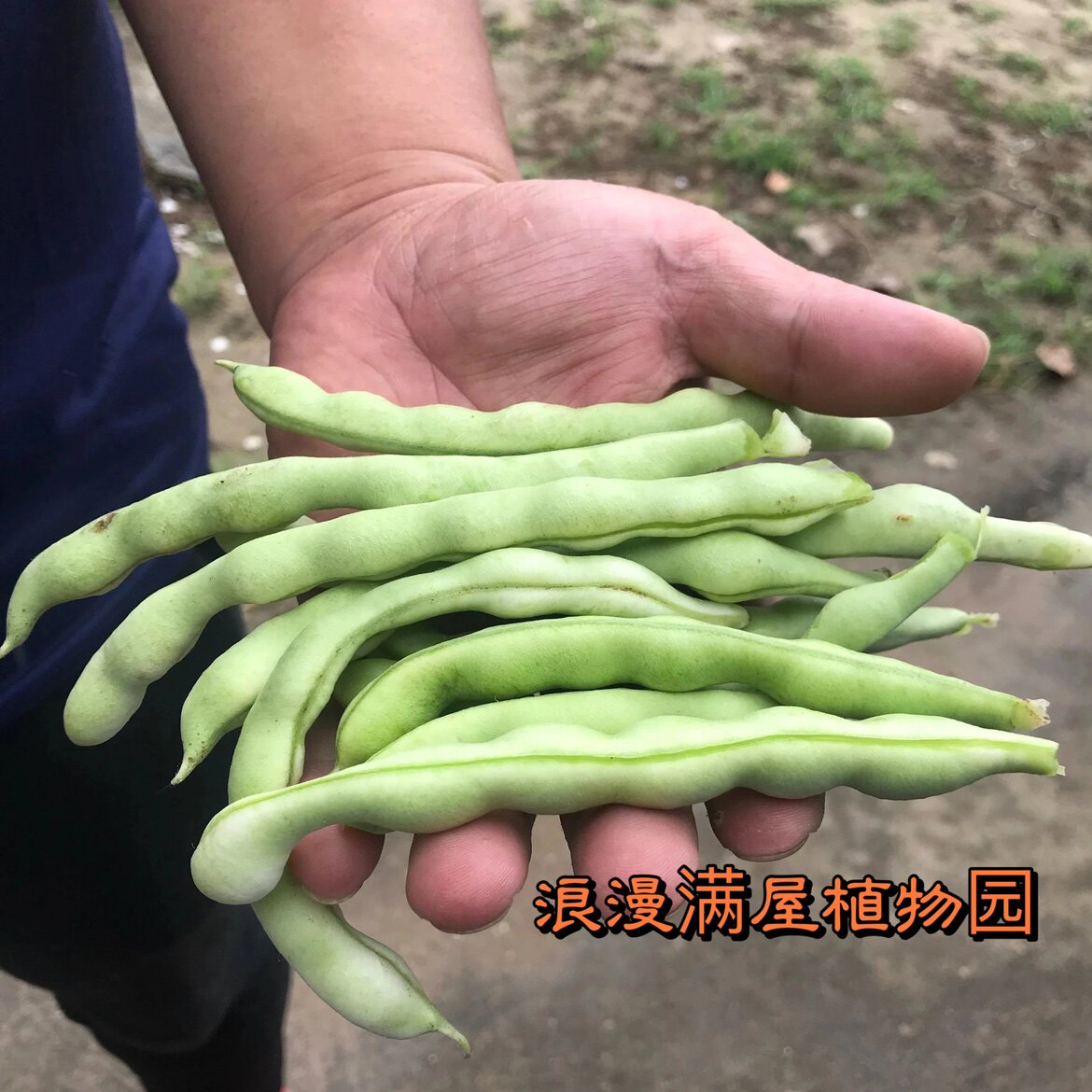 农家传统老来少豆角种子家传多年自留老品种非转基因非杂交可留种图片