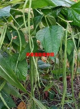 农家传统8月自留老品种长豇豆