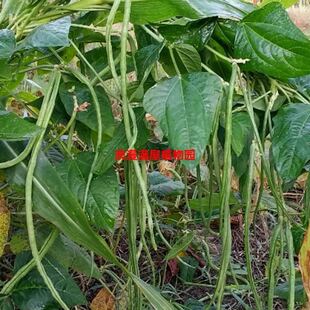 农家传统8月青豆角种子 长豇豆 自留老品种 非转基因 可留种