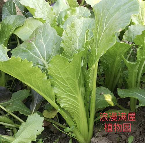 农家传统青梗四季蔬菜种子