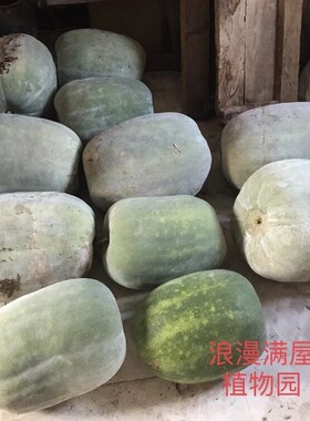 农家传统土冬瓜种子大冬瓜种子粉皮老品种  非转基因非杂交可留种