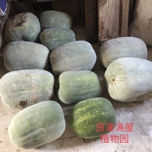 农家传统土冬瓜种子大冬瓜种子粉皮老品种 非转基因非杂交可留种