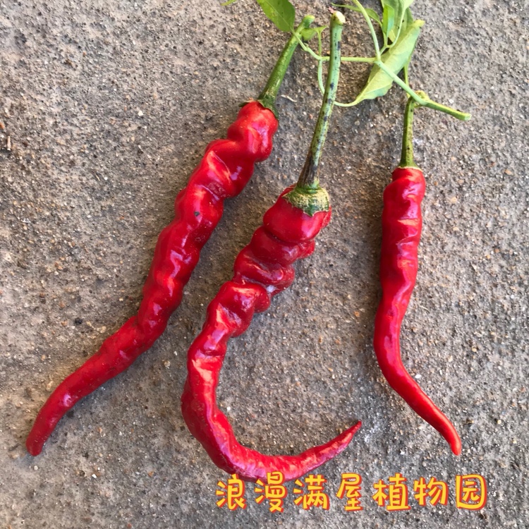 农家传统辣椒种子 长尖辣椒 香又辣 非转基因 土种子 可自留做种图片