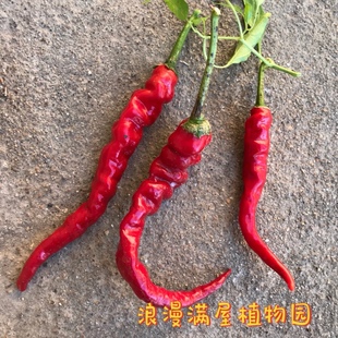 农家传统辣椒种子 长尖辣椒 香又辣 非转基因 土种子 可自留做种
