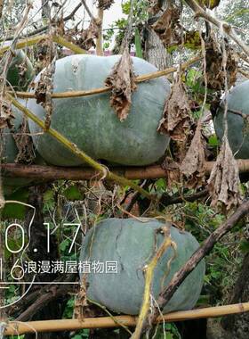 农家传统原生态非转基因冬瓜种子
