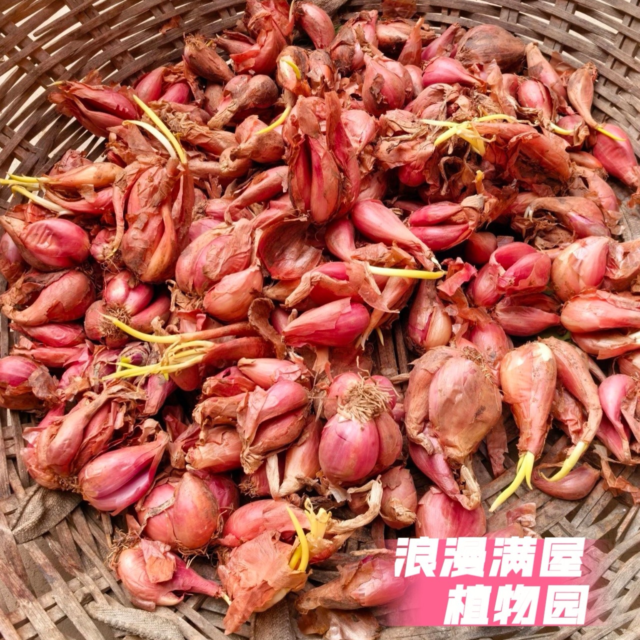 四川老品种四季红葱头小葱盆栽香葱火葱种子非转基因老种子可留种