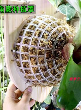 塑料简约鹿角蕨蝴蝶兰石斛种植罩