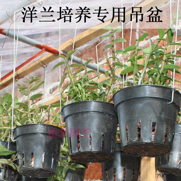 兰花花盆铁皮石斛苗蝴蝶兰塑料花花盆