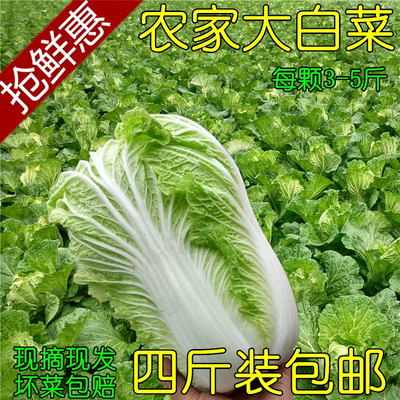 大白菜湖北天门打霜大白菜农家自种现挖现发应季新鲜蔬菜