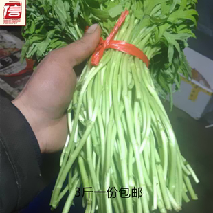 三斤包邮带叶新鲜芦蒿菜新鲜黎蒿藜蒿泥蒿篱蒿蓠蒌蒿农家有机蔬菜