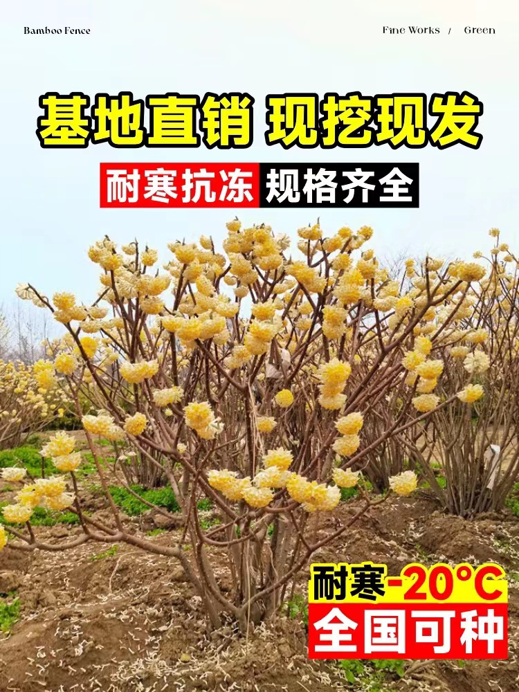 结香花树苗盆栽庭院别墅耐寒花卉风景树园林绿化苗梦冬花结香苗木-封面