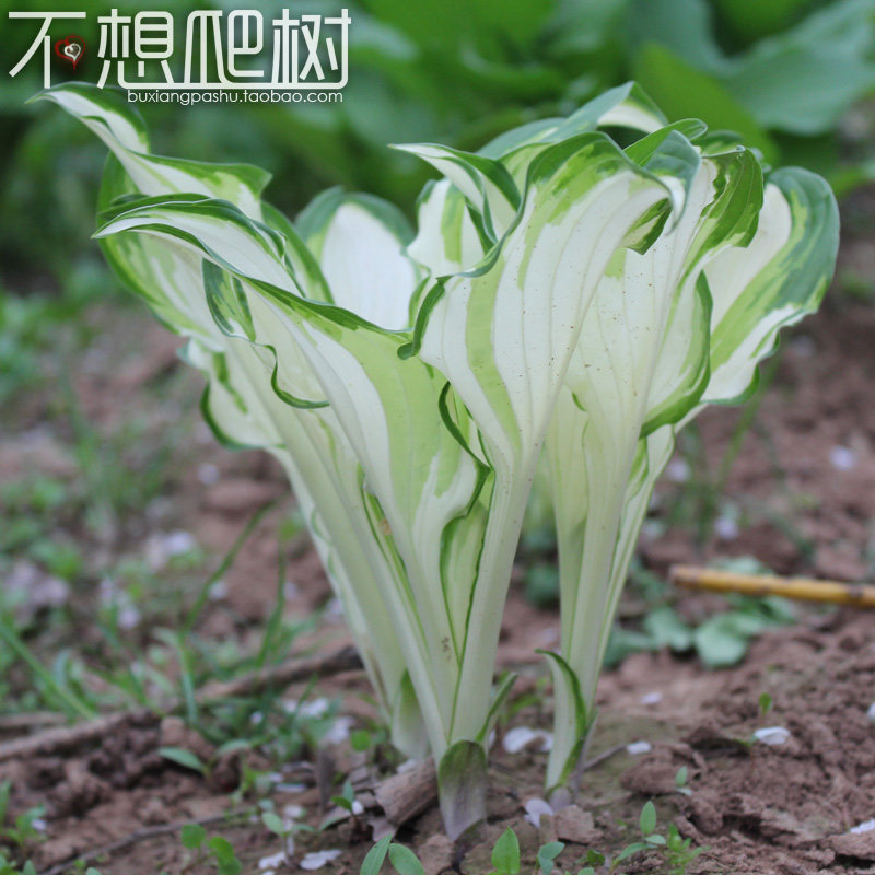 盆栽花卉绿植水晶花叶玉簪青叶玉簪花苗庭院植物当年开花可水培在类目 鲜花速递/花卉仿真/绿植园艺, 花园植物/行道树/果树, 观叶 /花灌木中 - 来自Buy2taobao.com提供专业的淘宝代购服务