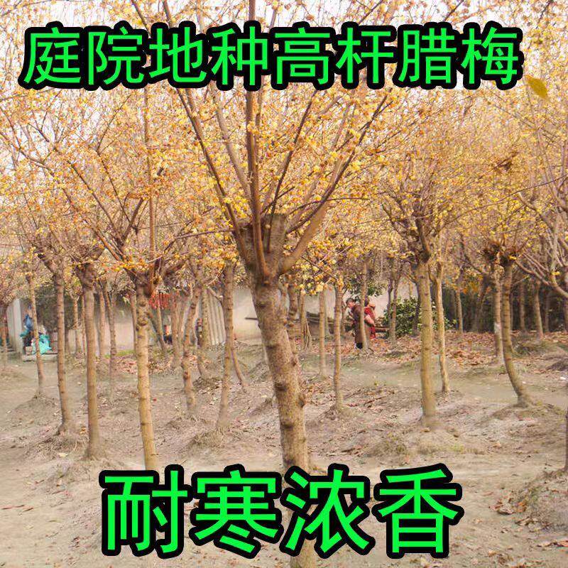 丛生腊梅花树苗独杆树形棒棒糖素心腊梅苗庭院地栽植物别墅风景树