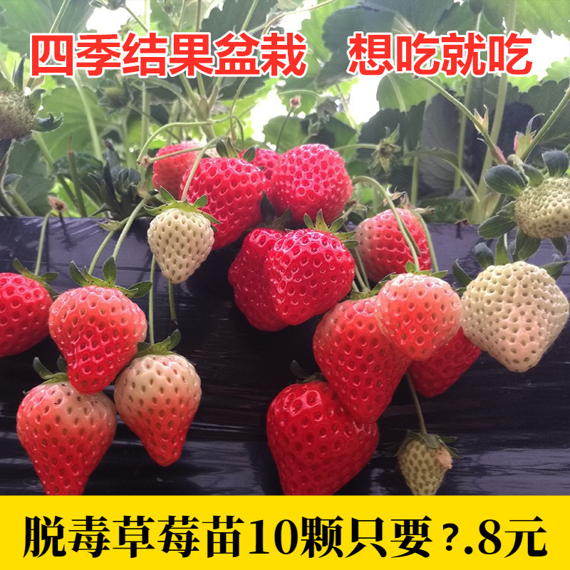 四季草莓苗奶油盆栽食用带土带盆牛奶特大棚露天秧苗阳台当年结果
